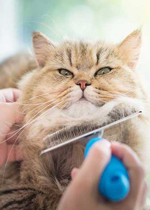cat grooming
