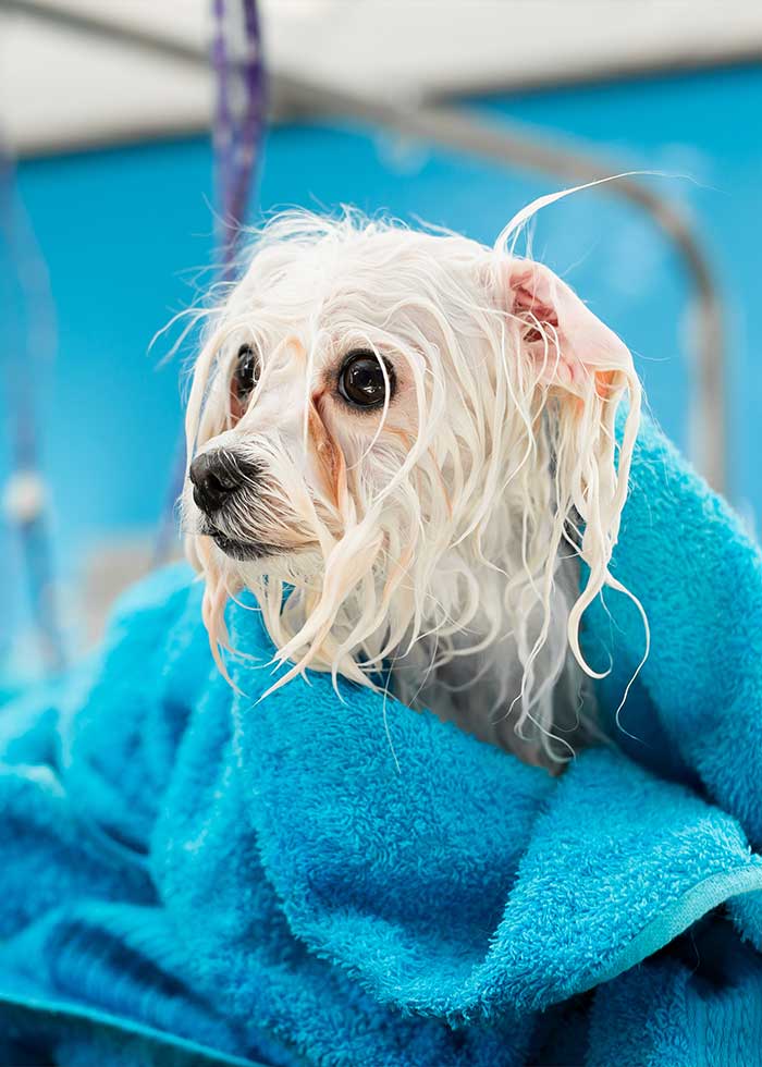 dog grooming